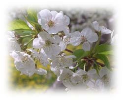 maple syrup, sweet and tart cherries