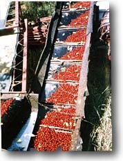 fresh cherries in the orchard