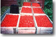 hand picked cherries