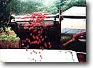 cherries in tank