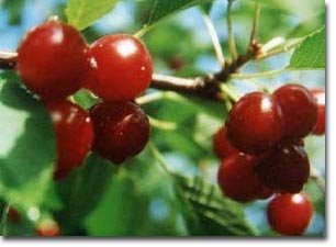 The farms that make an orchard