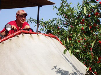 cherry tree shaker
